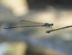Pseudagrion indicum
