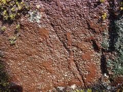 Gloeocapsopsis magma