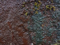 Gloeocapsopsis magma