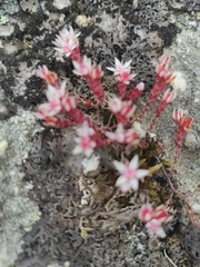 Sedum anglicum