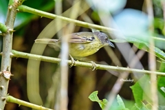 Dysithamnus stictothorax