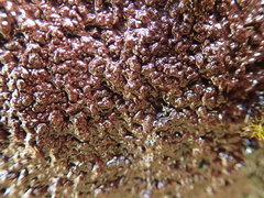 Gloeocapsopsis magma