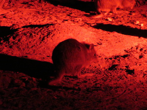 Bettongia ogilbyi