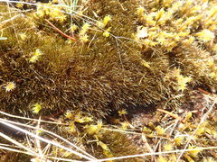 Campylopus atrovirens