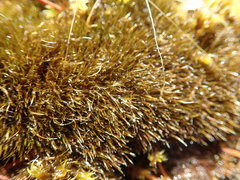 Campylopus atrovirens