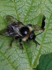 Bombus flavidus flavidus