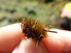 Campylopus atrovirens