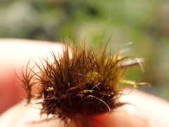 Campylopus atrovirens