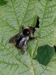 Bombus flavidus flavidus