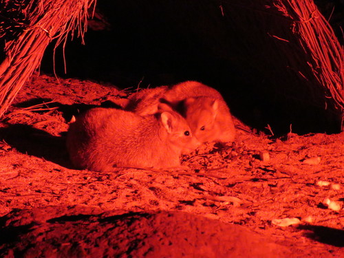 Bettongia lesueur