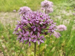 Allium nigrum