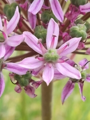 Allium nigrum