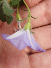 Convolvulus sabatius subsp. mauritanicus image