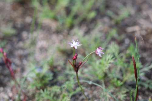 Strumaria tenella