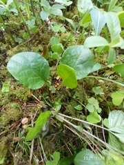 Pyrola rotundifolia