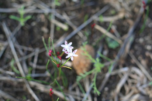 Strumaria tenella