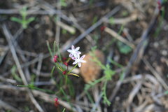 Strumaria tenella tenella