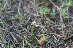 Strumaria tenella tenella