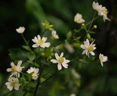 Knowltonia bracteata