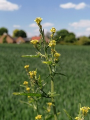 Sisymbrium officinale