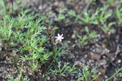 Strumaria tenella tenella