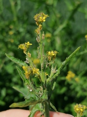 Sisymbrium officinale