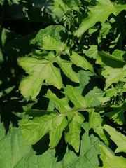 Sisymbrium officinale