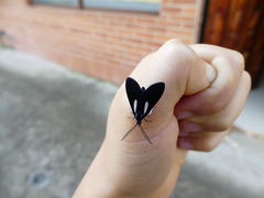 Agyrta lacrimata