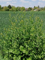 Sisymbrium officinale