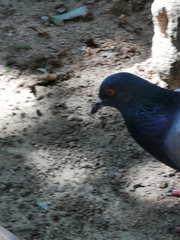 Columba livia