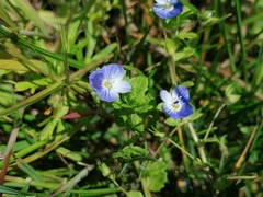 Veronica persica