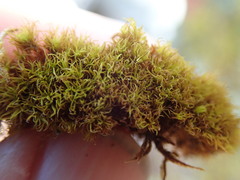 Grimmia torquata