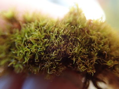 Grimmia torquata