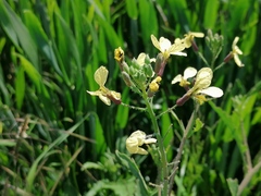 Raphanus raphanistrum