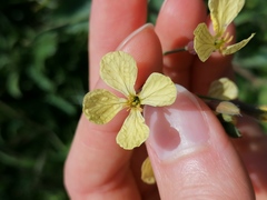 Raphanus raphanistrum