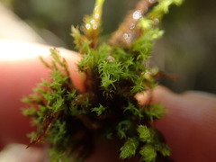 Grimmia torquata