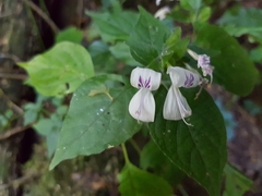 Hypoestes triflora