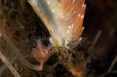 Coryphella