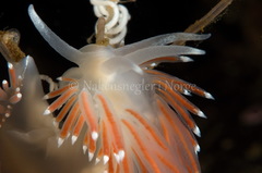 Coryphella