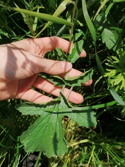 Raphanus raphanistrum