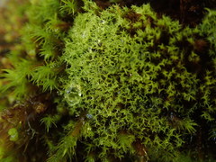 Grimmia torquata