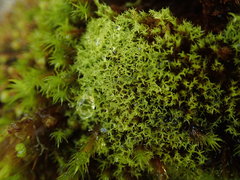 Grimmia torquata