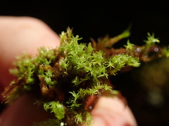 Grimmia torquata