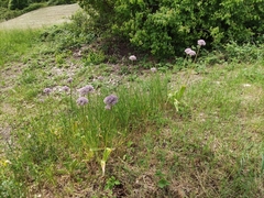 Allium nigrum