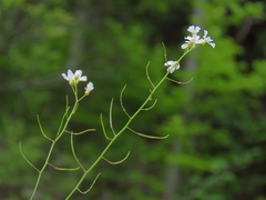 Arabidopsis arenosa arenosa