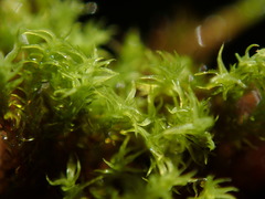 Grimmia torquata