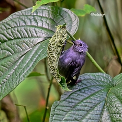 Myrmotherula unicolor