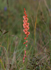 Gladiolus densiflorus