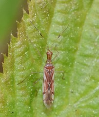 Dicyphus famelicus