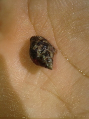 Columbella mercatoria